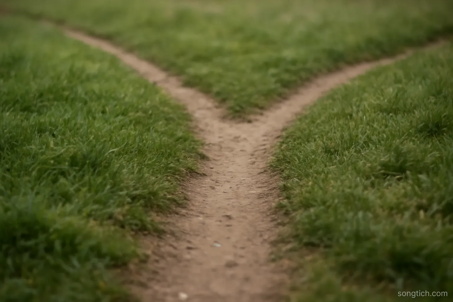 a fork in a narrow footpath through short grass, both branches equally worn, overcast light